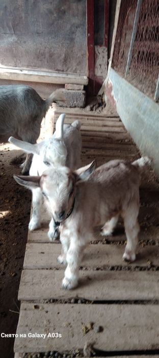 Альпи еркек лақ 15 мың