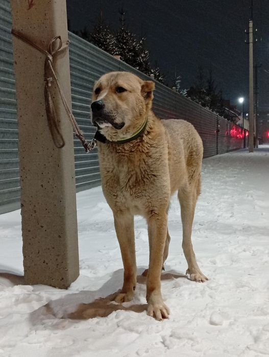 Продам молодого кобеля САО