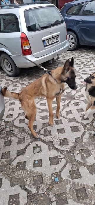 Белгиска овпарка малиноа