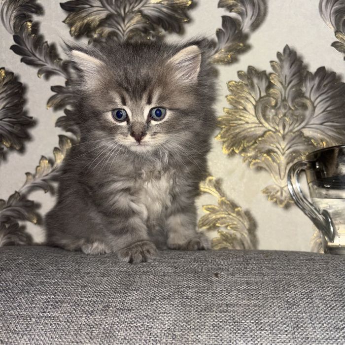 Продам котенка мальчик