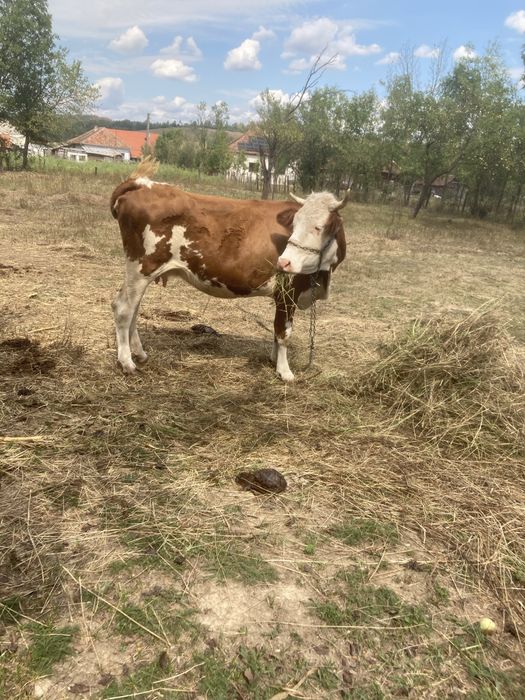 Vand vaca gestanta întro luna