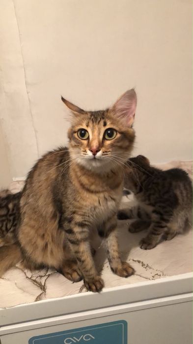 Бесплатно котята