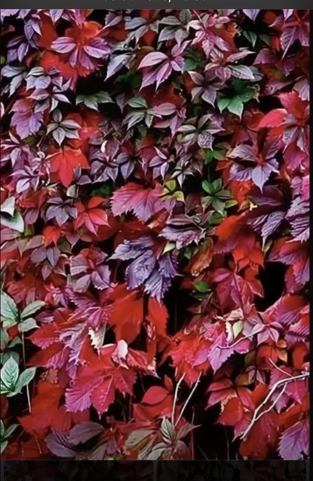 Декоративный девичи виноград