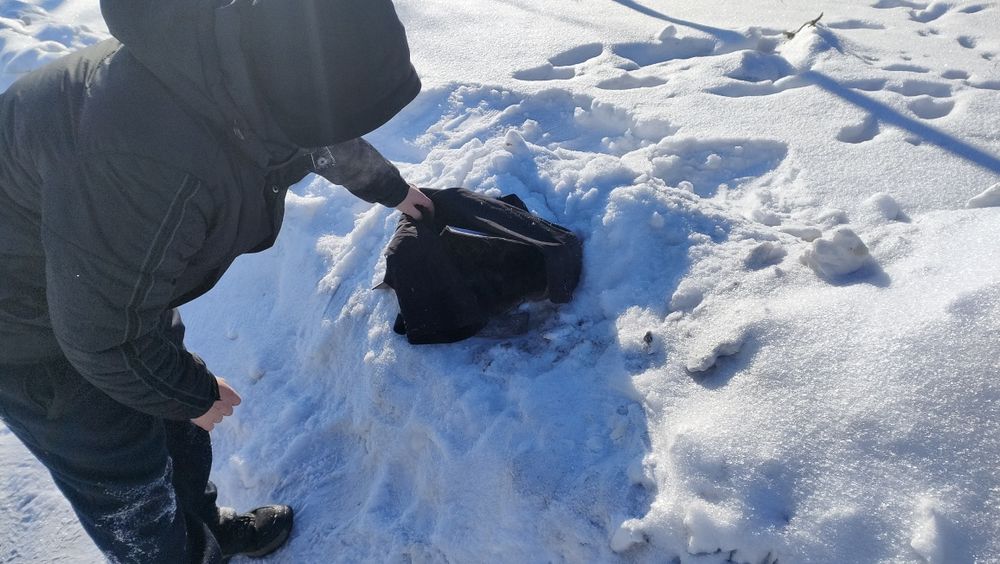 Щенки БЕСПЛАТНО отдам в добрые руки