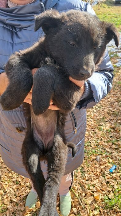 Малыши ищут себе дом