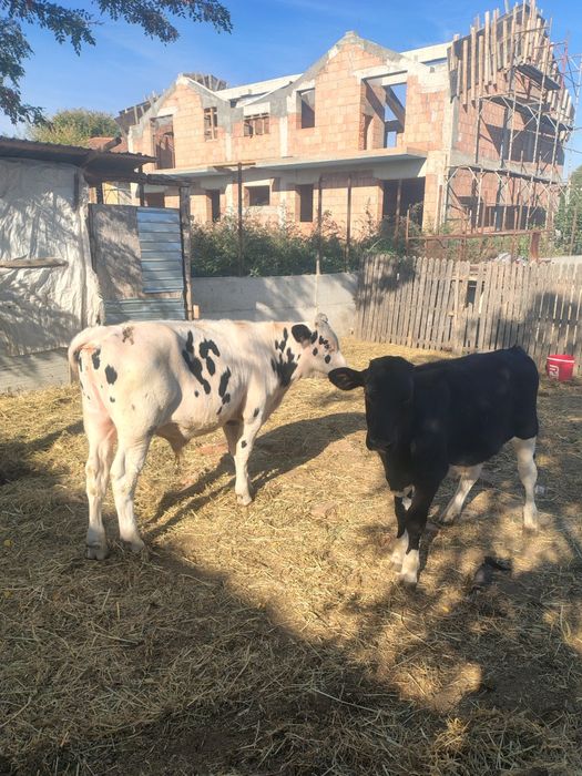 De vânzare 2 viteii , 1 vițică !!