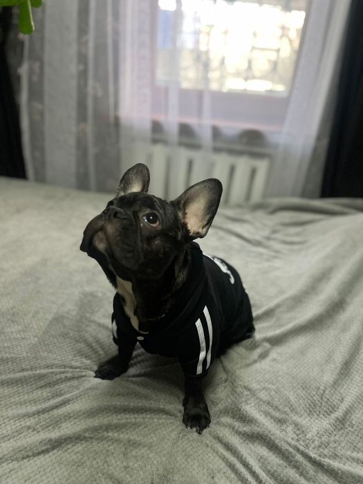 Французский бульдог щенок