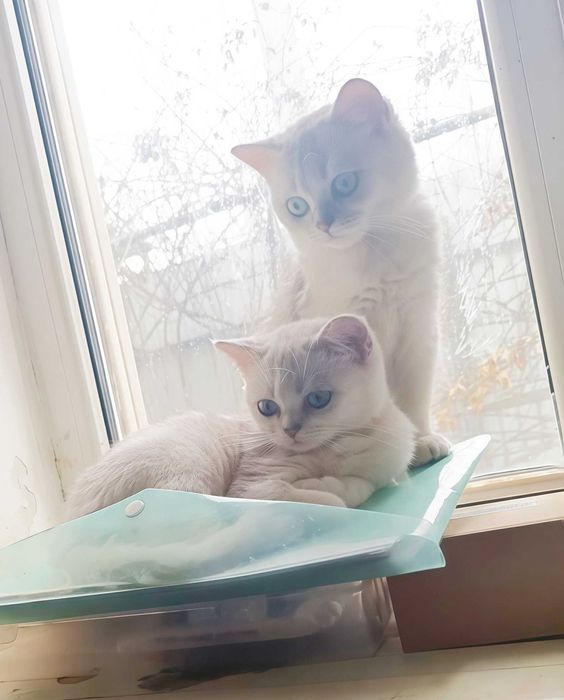 СРОЧНО!!! Красивые серебряные британские котята.