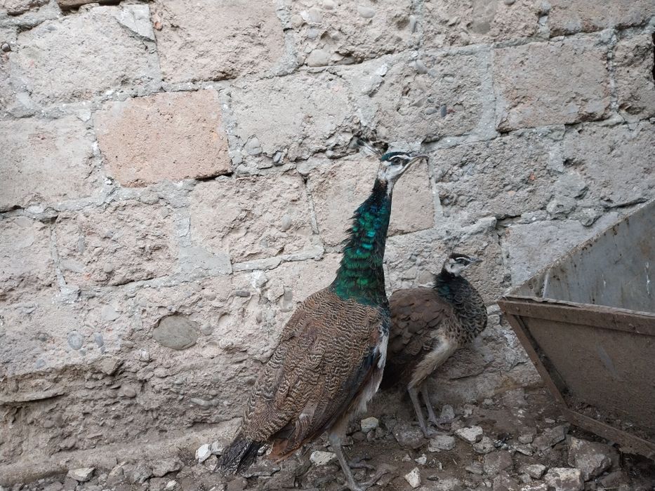 Vând o pereche de păuni tineri