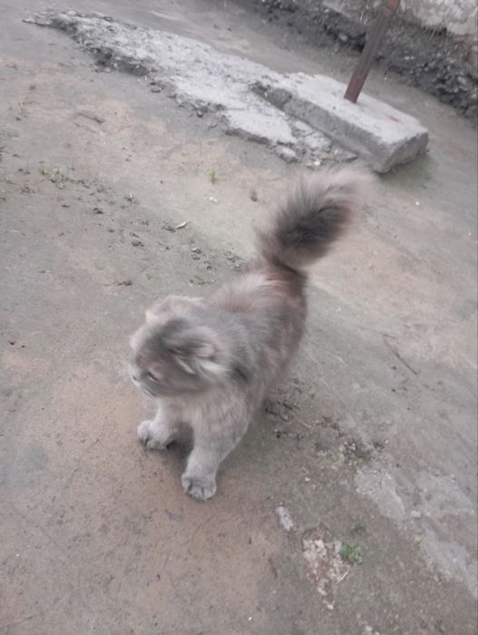 Skotish fold heyland