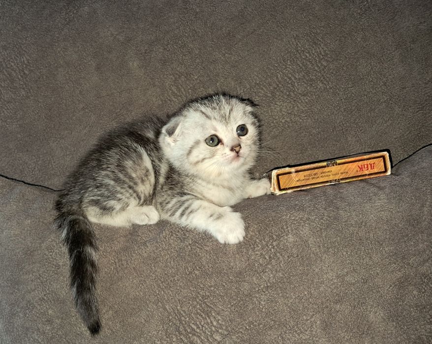 Котёнок. Фолд. Девочка