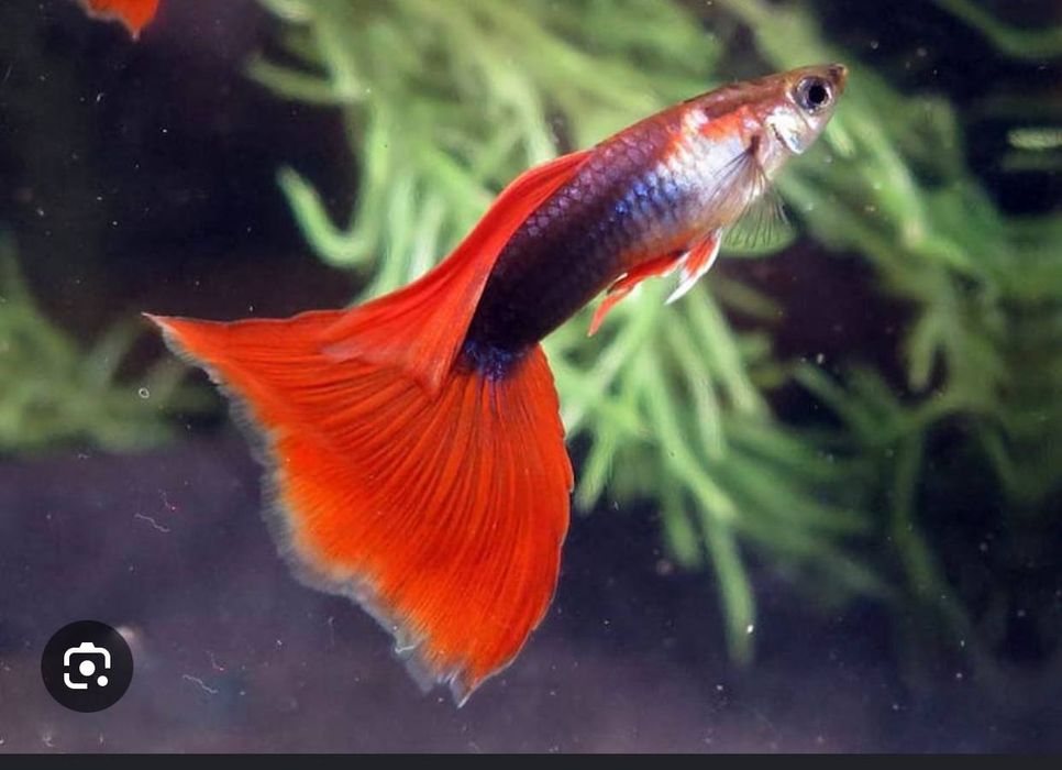 Рыба гупи сотилади