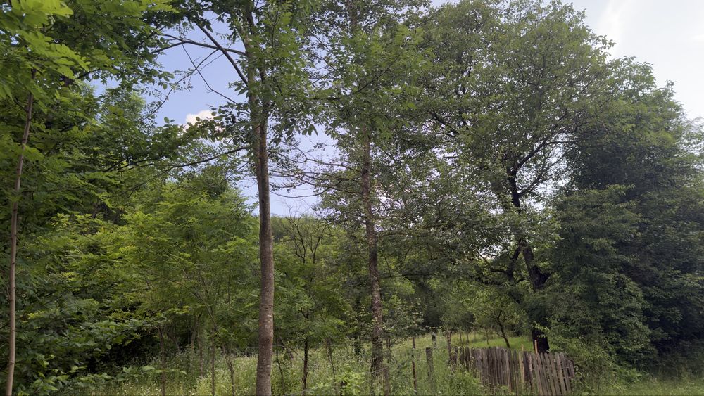 Teren intravilan 778 mp – Breaza de Sus – lângă pădure, zonă liniștită