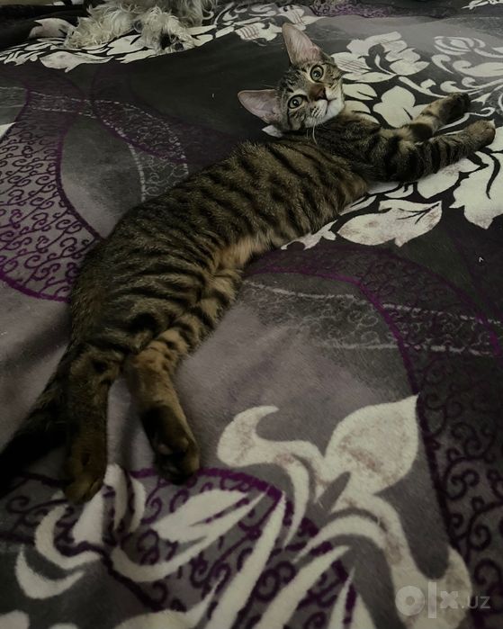 Отдам котенка даром