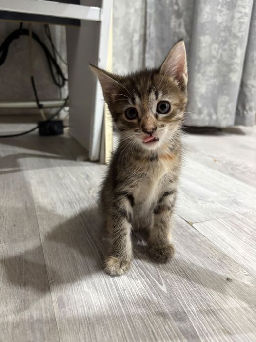 Отдам котят в добрые руки