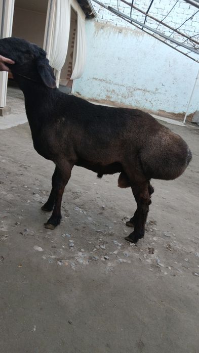 Urug'likga quchqor sotiladi