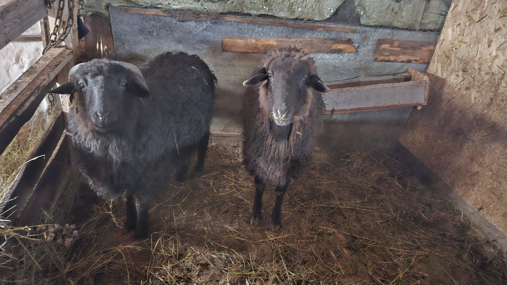 Продам жирных баран