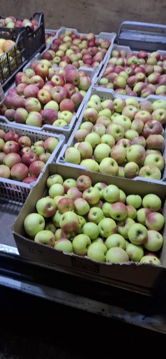 Продам! Яблоки с гор много есть