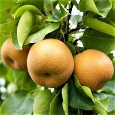 Par japonez nashi hosui