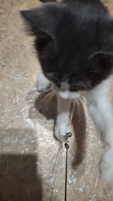 Котята бесплатно