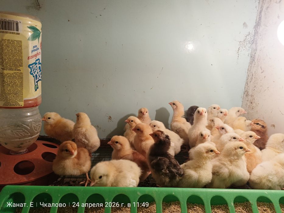 Цыплята домашней курочки