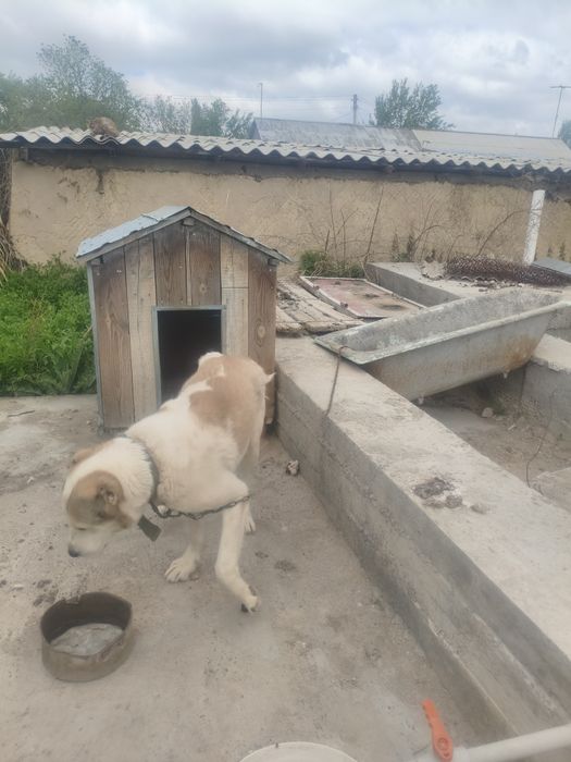 Алабай сатылады таразда