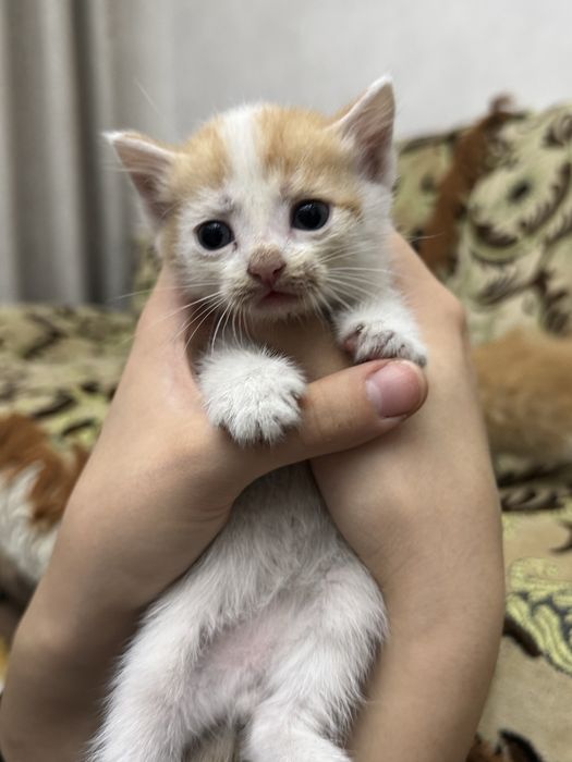 Ласковые котятя (2 месяца)