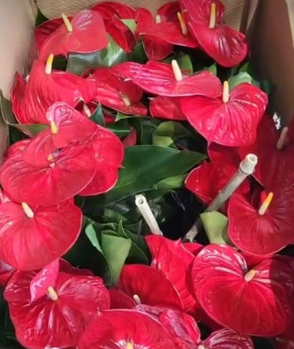 Комнатные растения