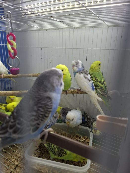 Волнистые попугаи