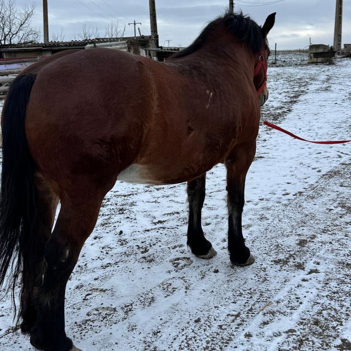 Iapa murga de vanzare