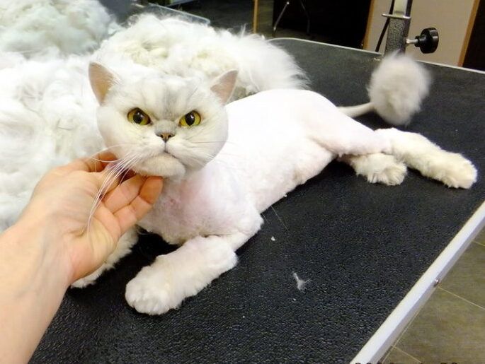 Стрижка собак и кошек