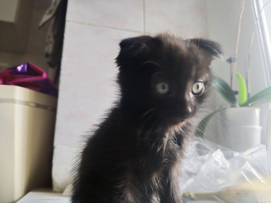 Отдам черного котёнка