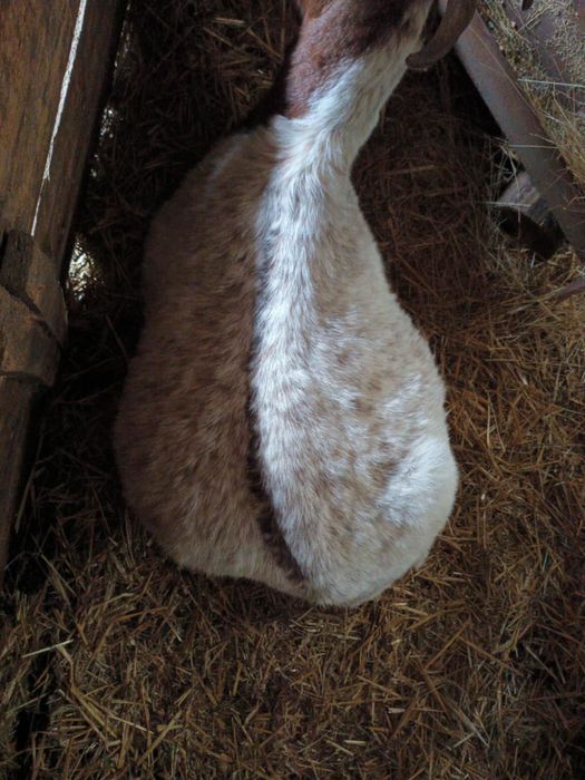 Capra gestanta boier