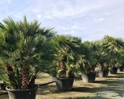 Palmieri Phoenix Canariensis, Trachycarpus fortunei, Chamaeros Excelsa, Washingtonia, Humilis Cycas Sagotier, Bambus, Yucca rostrata.