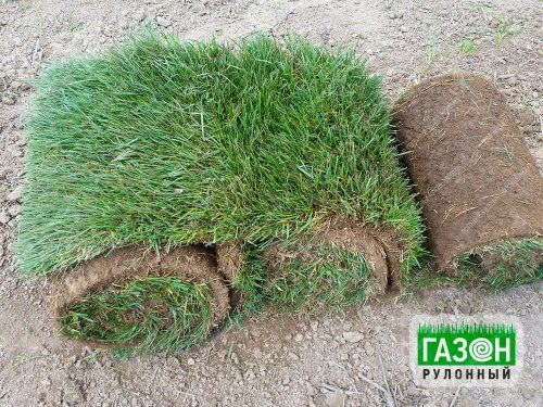 Готовый Газон также ландшафтный дизайн