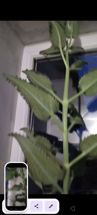 Продам лечебнное растения каланхоэ