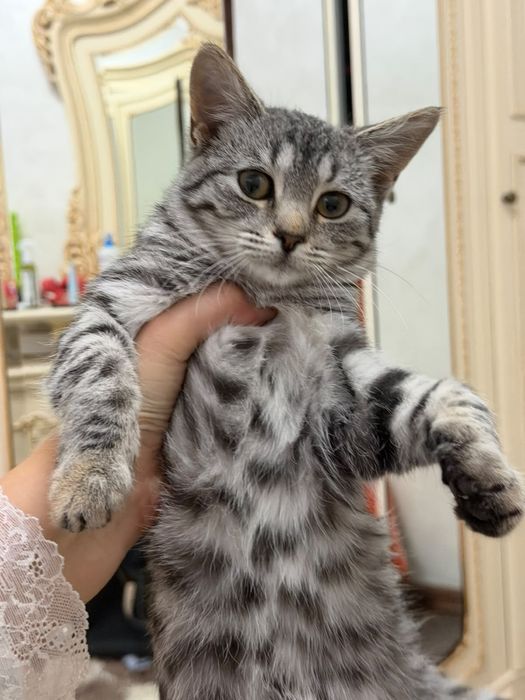 Отдам котенка в добрын руки