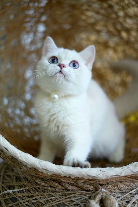 Котята шиншилла голубоглазая