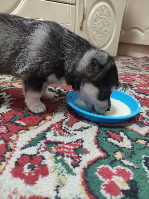 Щенки в добрые руки