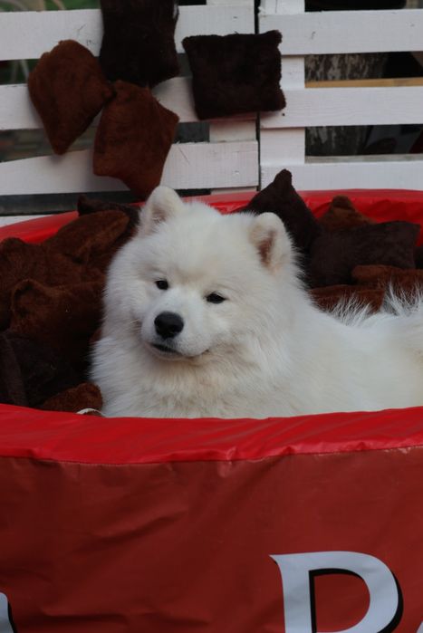 Привозные кобели Самоеда для вязки