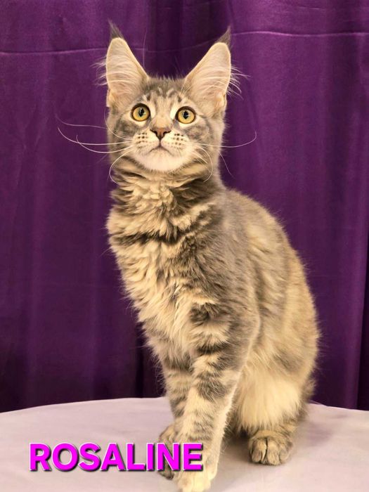 Котенца Мейн куун