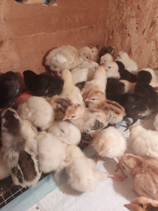Продам домашних цыплят