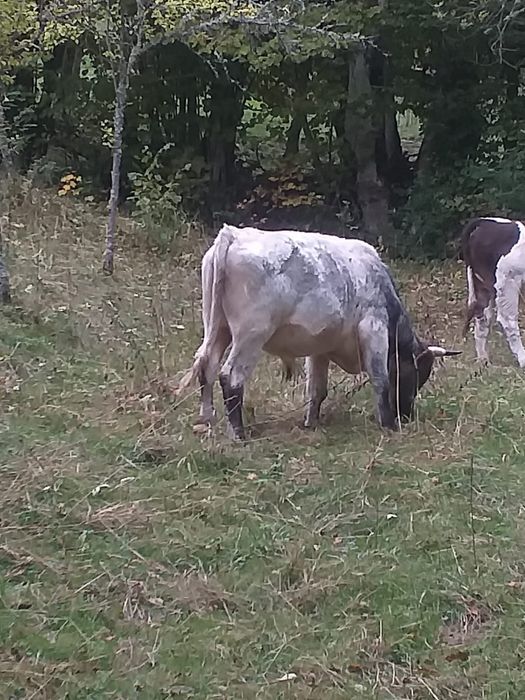 Vând taur belgian