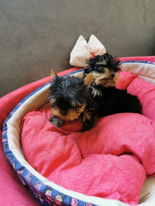 Мини Йоркширски териери / Мини Йорки