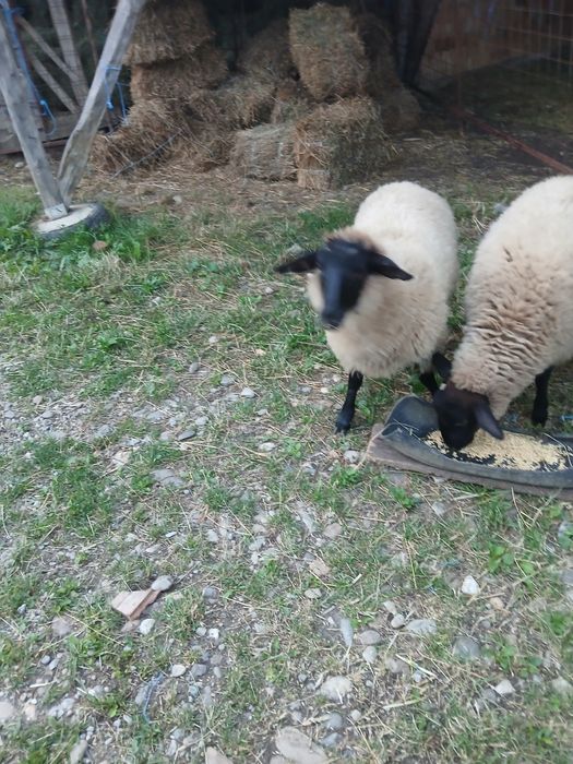 Vand oi Suffolk  vand