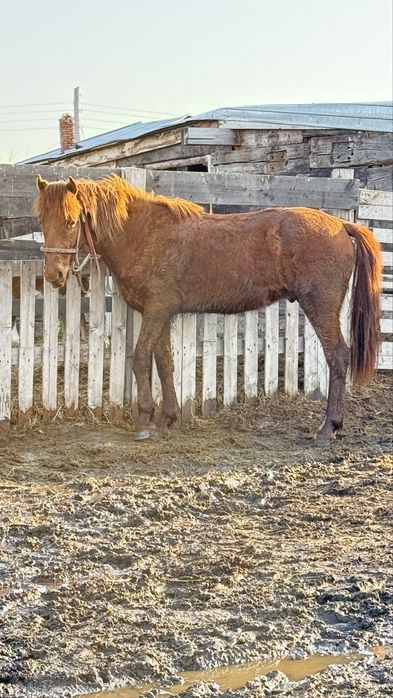 Продам жеребца айгыра тайчик