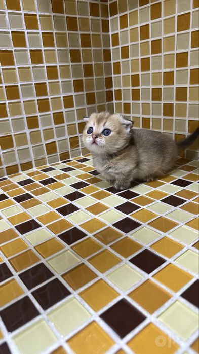 Манчкин килт девочка