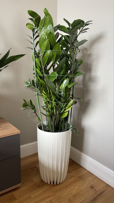 Замиакулькас 110  в горшке Lamela