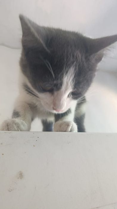 Котята 3 мес в добрые руки