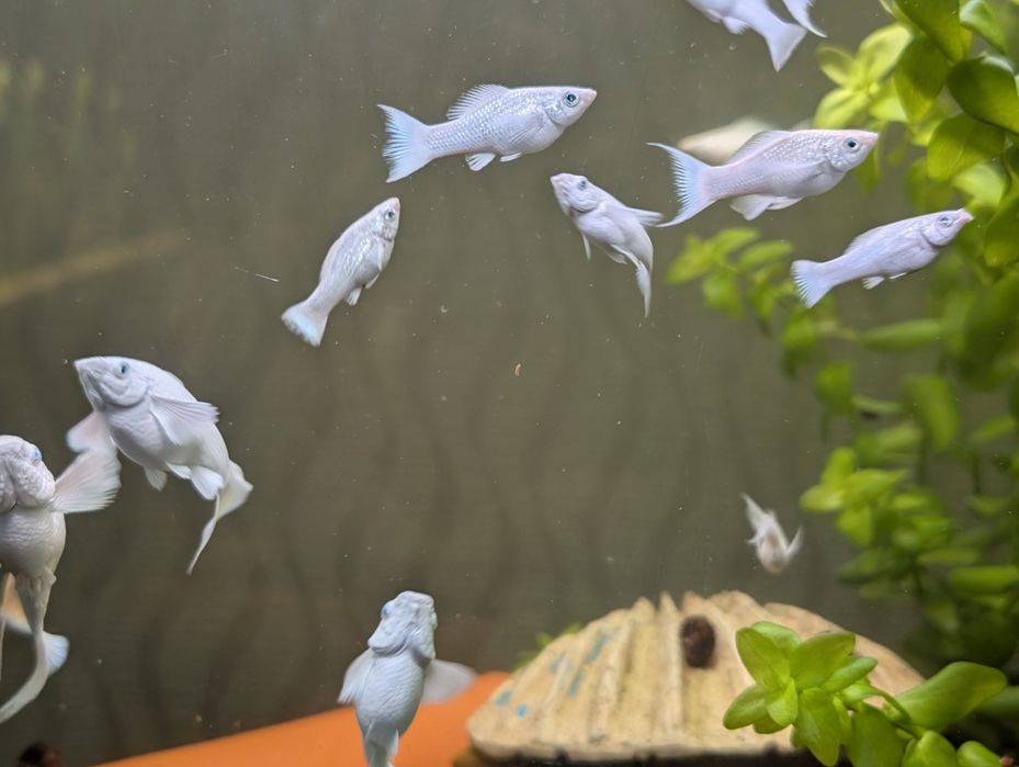 Моллинезия велифера платина